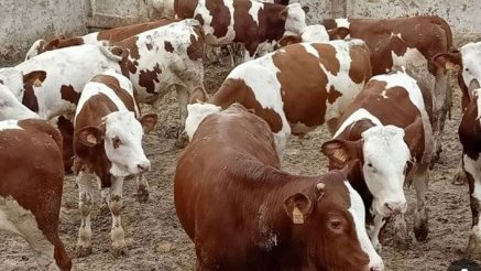 <strong>الأضاحي في عيد الأضحى 2025</strong>