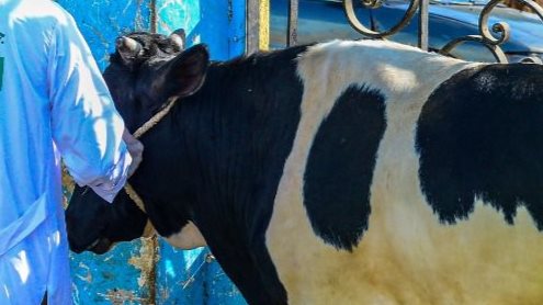 <strong>الأضحية في عيد الأضحى 2025</strong>