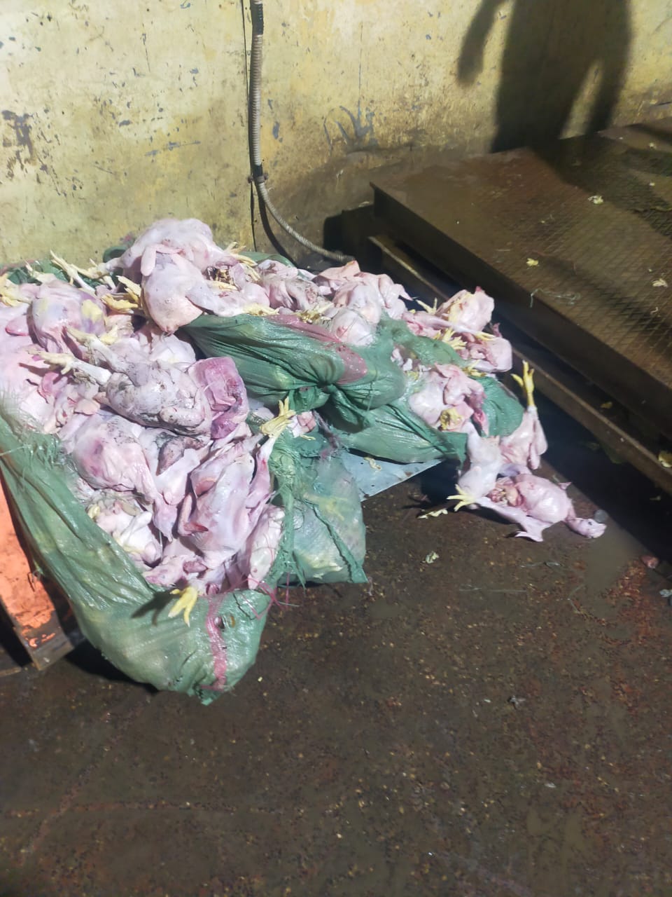 ضبط  هياكل دواحن غير صالحة للاستهلاك الادمي بالقليوبية،فيتو