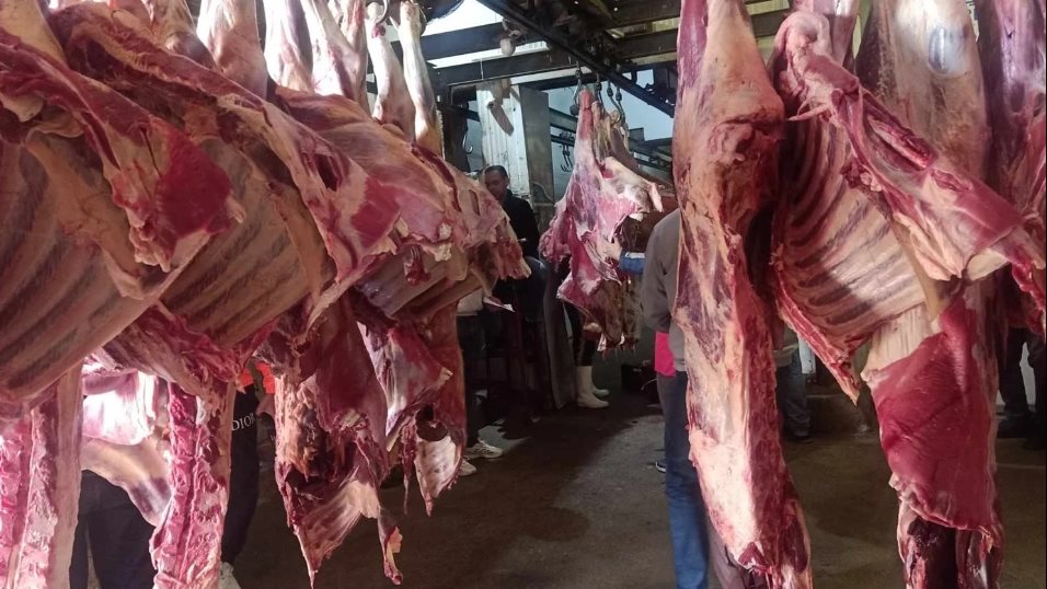 أضحية العيد 2025