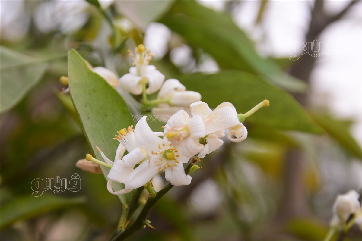 زهرة شجرة البرتقال تشبة الياسمين