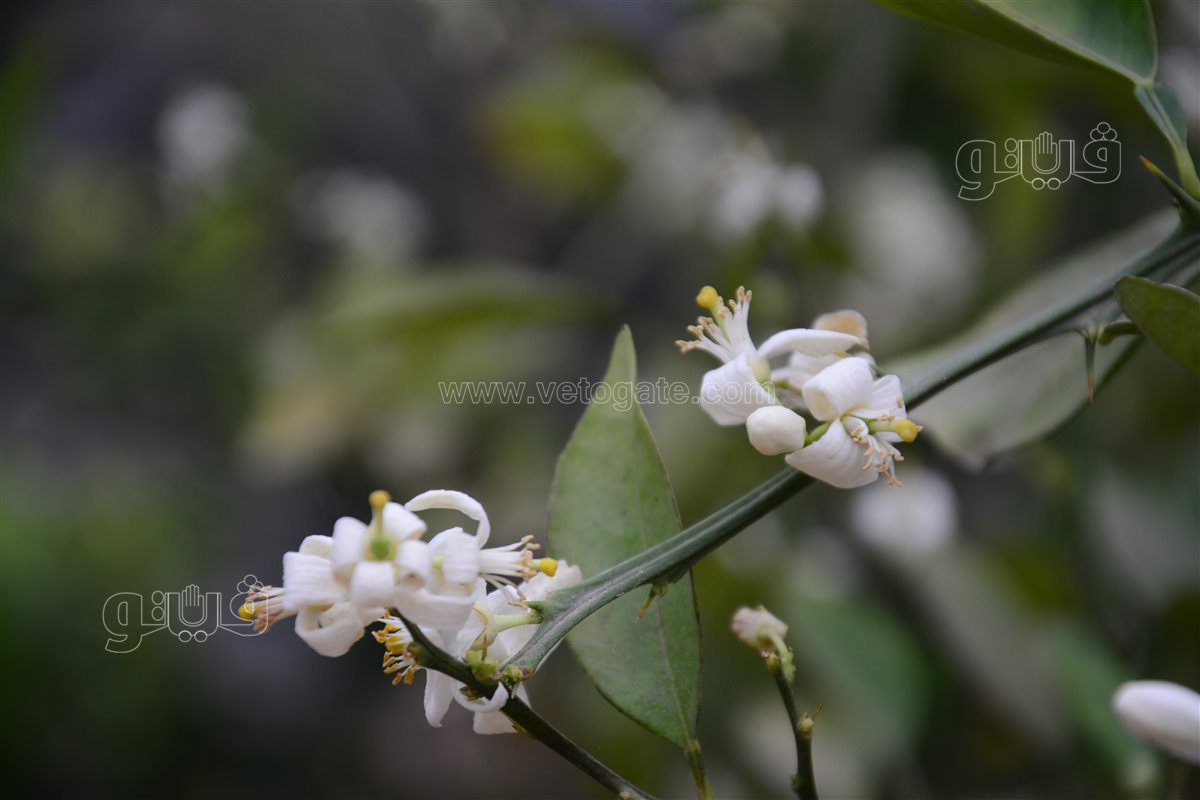 شجرة البرتقال بسره