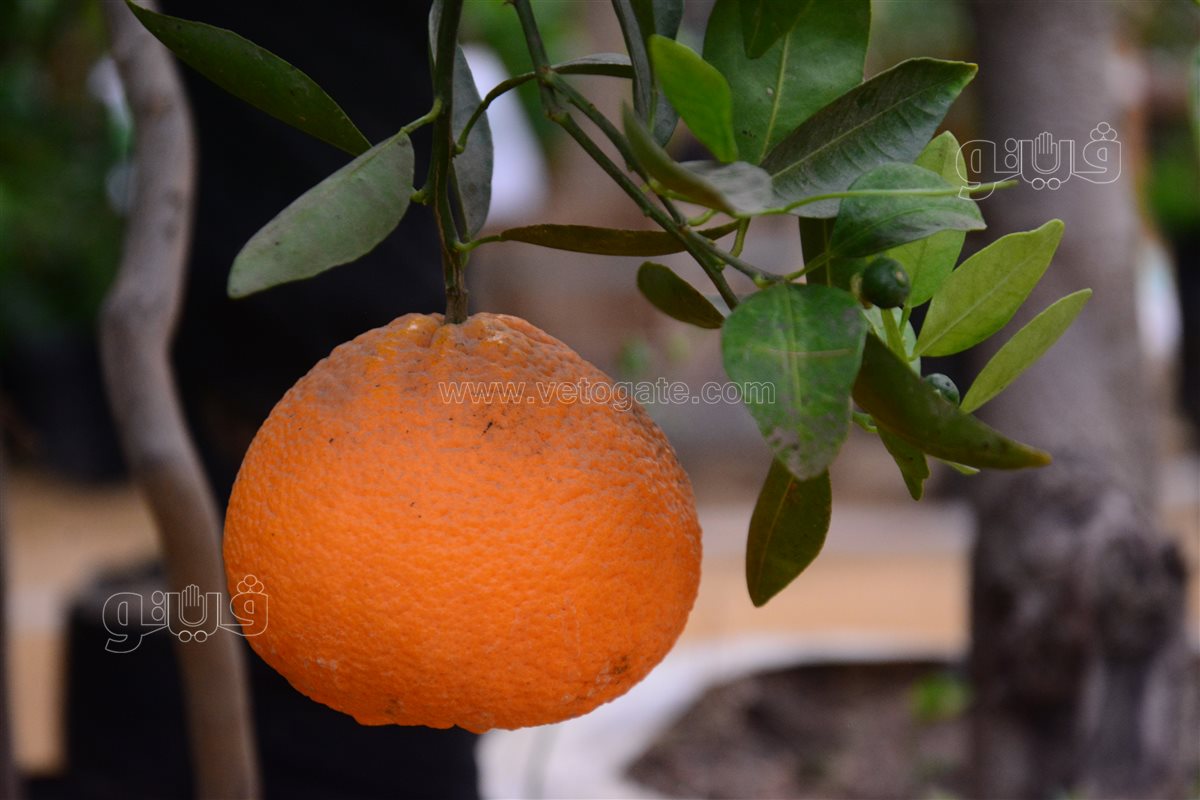 شجرة يوسف تركي مقزمة