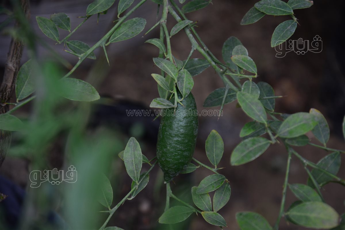 ليمون كافيار