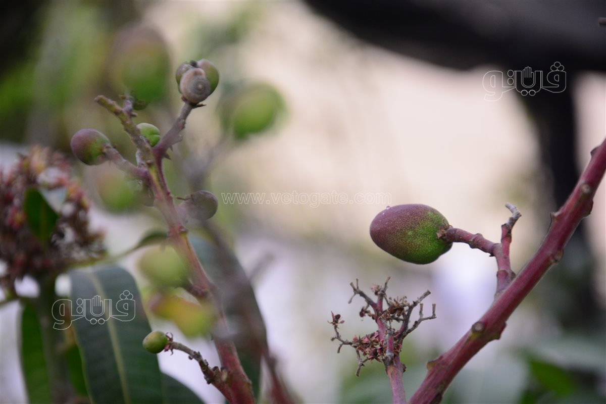 شجرى مانجو نعوم