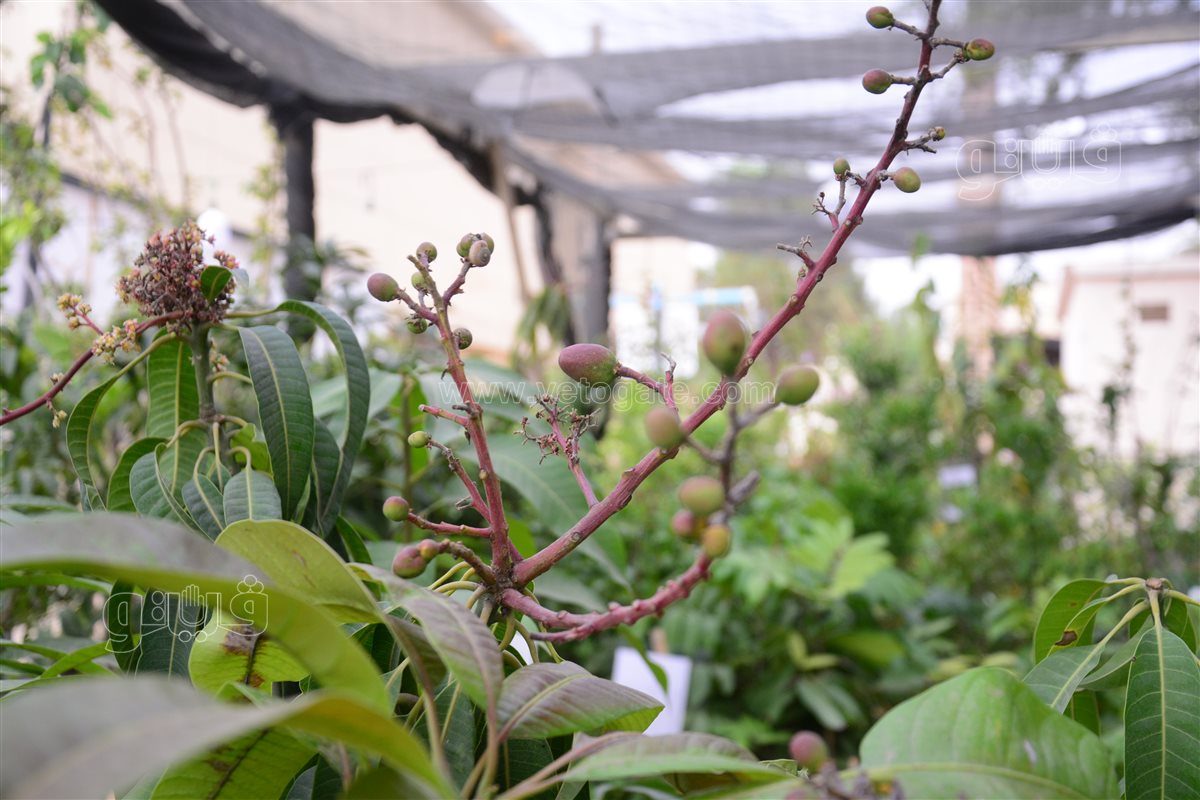 شجرة مانجو مقزم