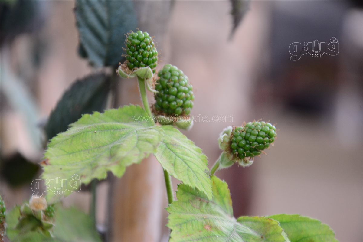 شجر بلاك بيري مقزم