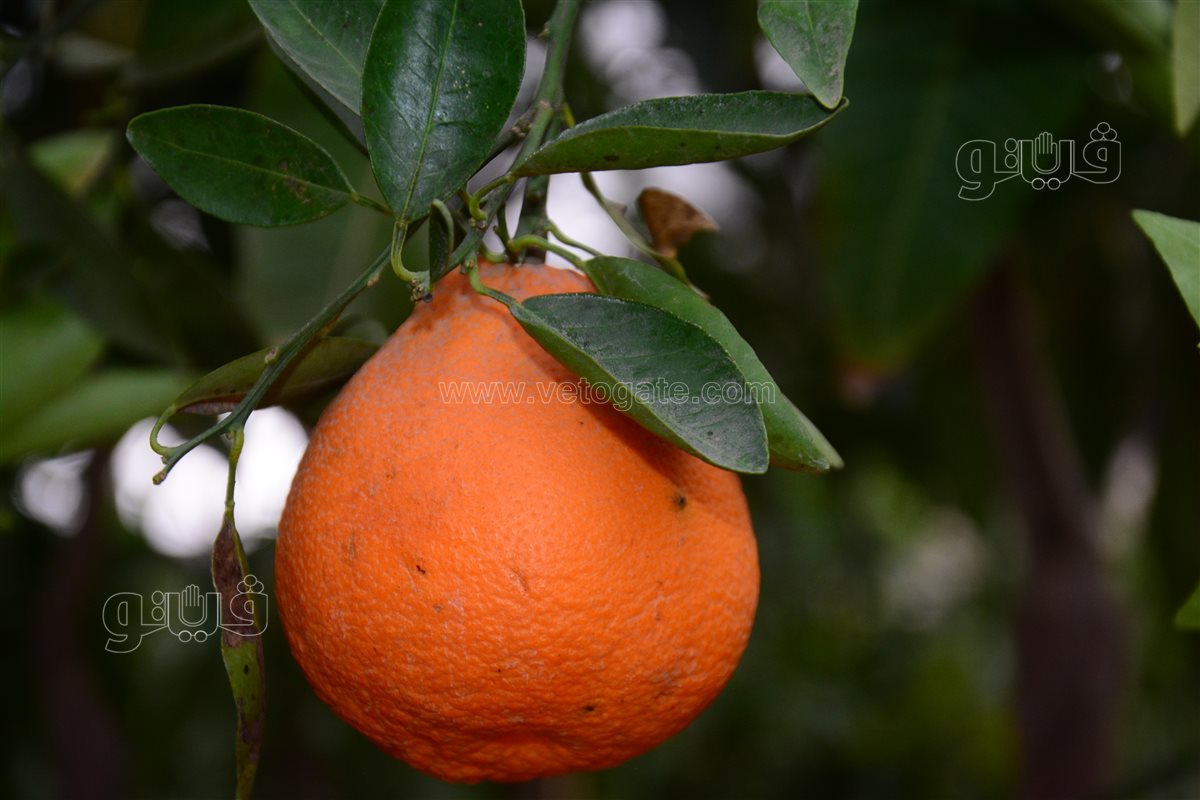 شجرة يوسفي طارح