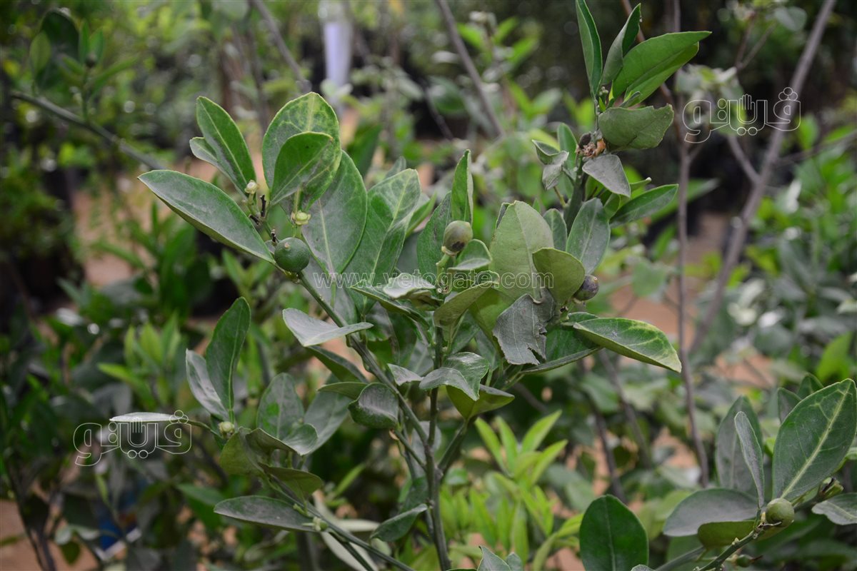 شجر ليمون مقزم