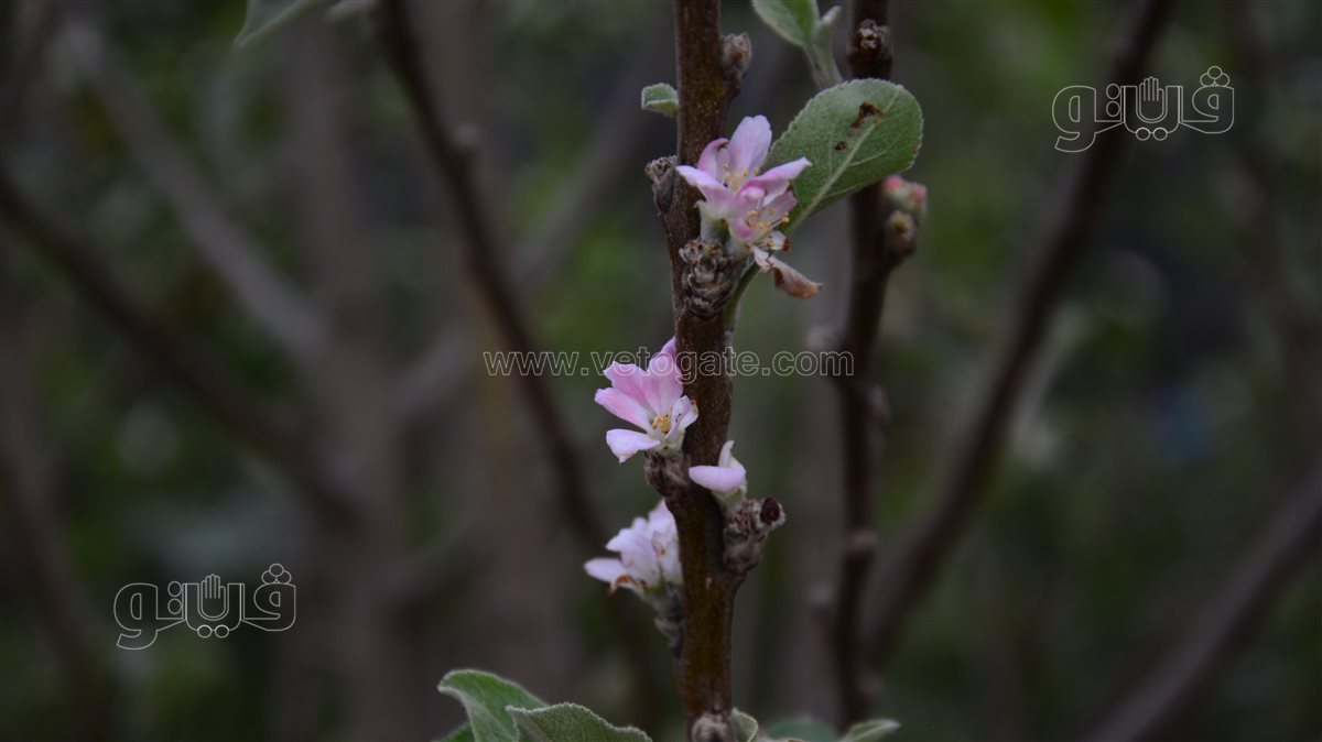 ازهار شجر التفاح