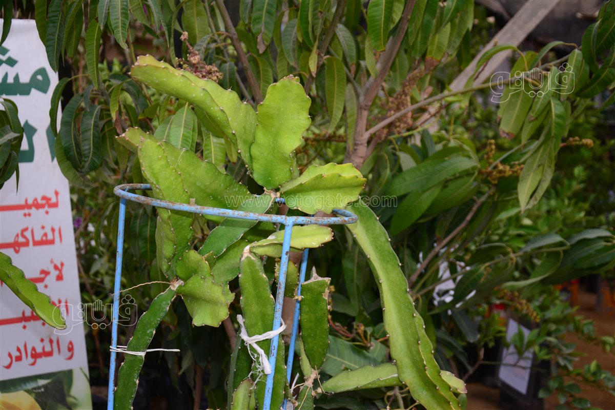 دراجون فروت