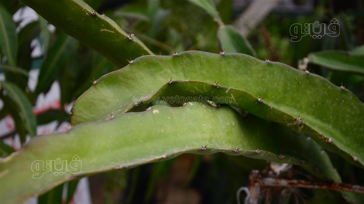 دراجون فروت بالاسطح