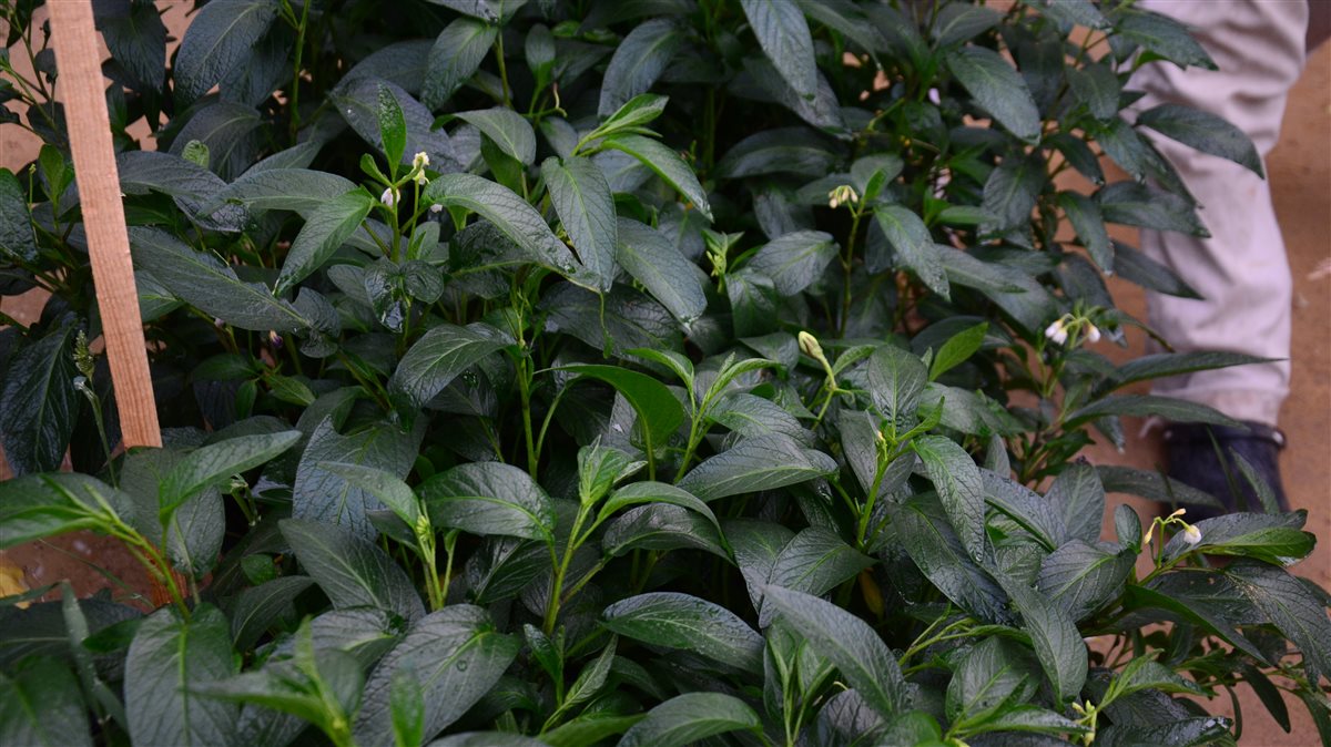 <strong>الببينو</strong>