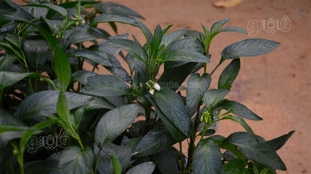 <strong>شجرة الببينو</strong>