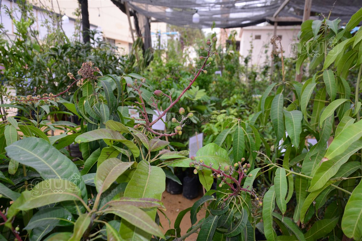 اشجار مانجو مطعمة