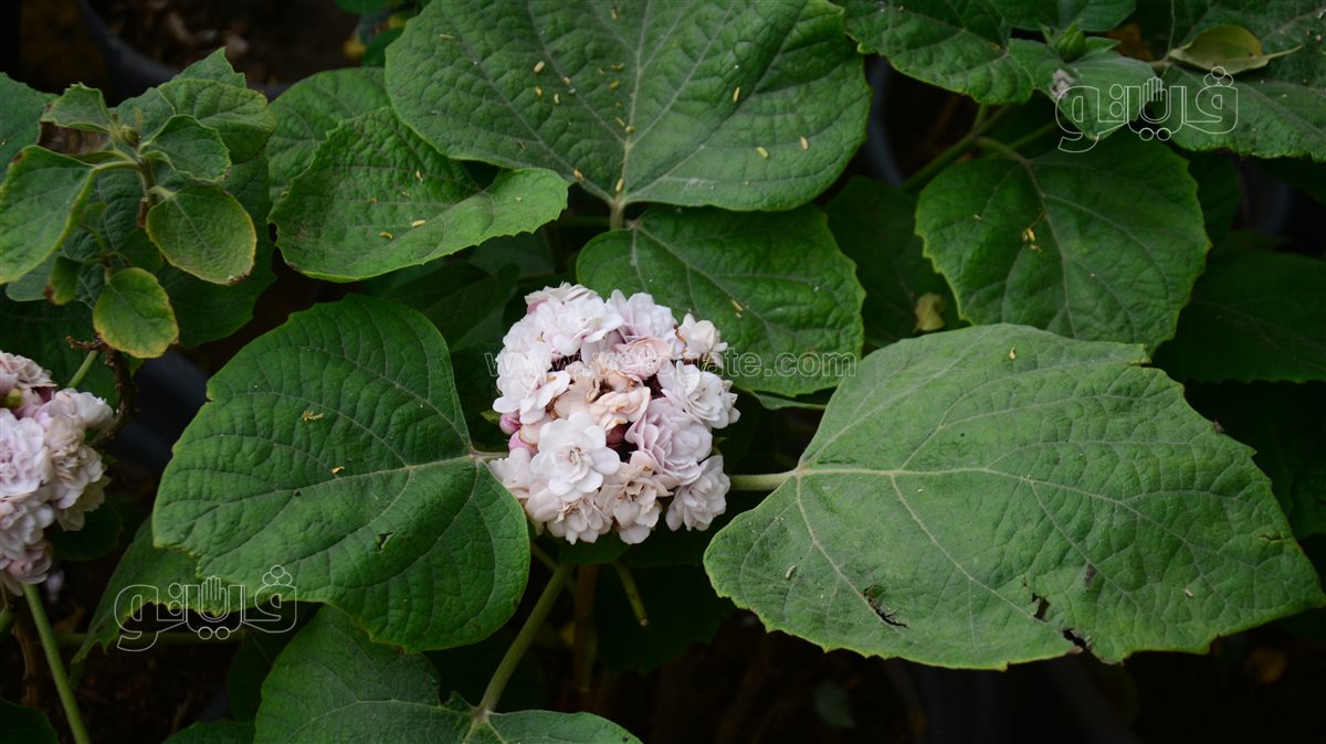 Clerodendrum chinense