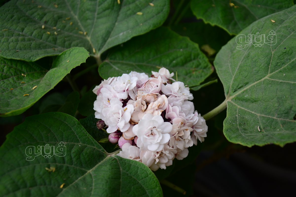 Clerodendrum chinense