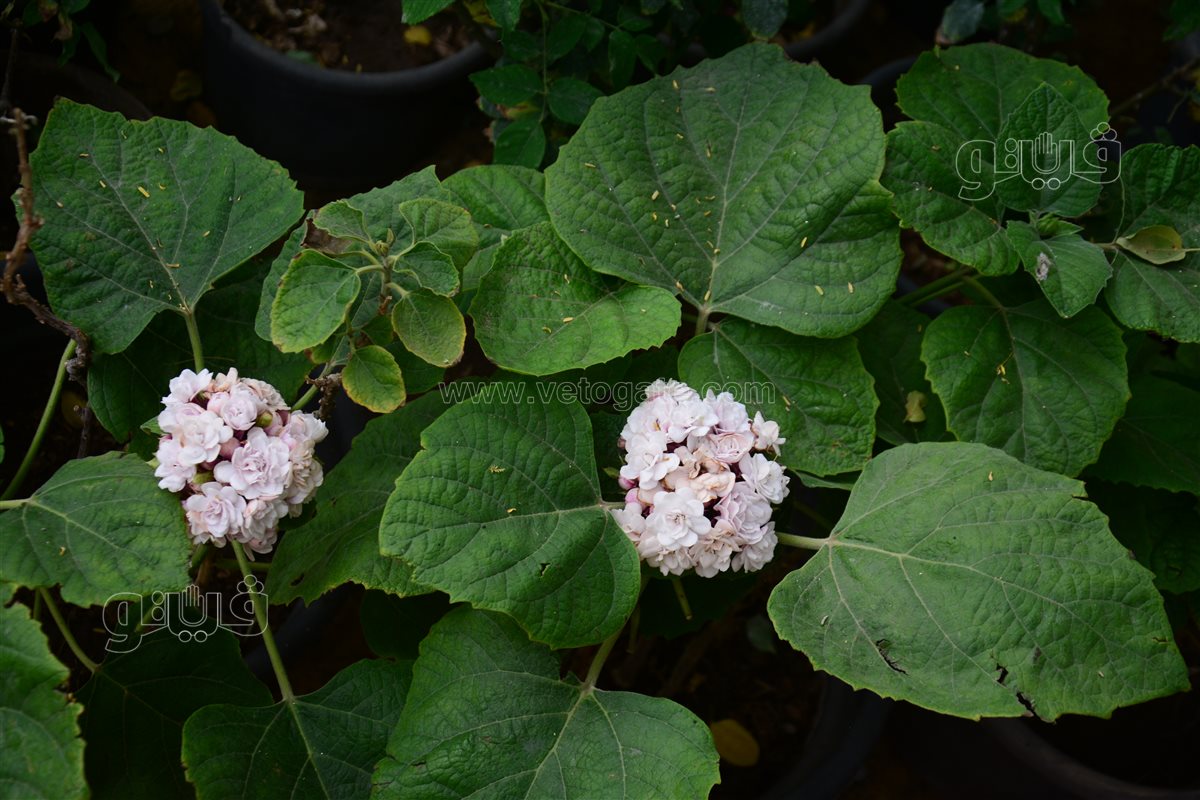 <strong>Clerodendrum chinense</strong>