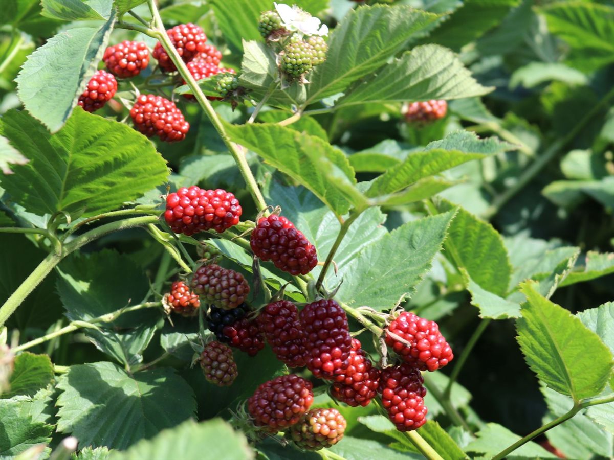 فوائد التوت للصحة