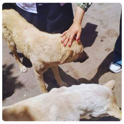 جانب من جهود الطب البيطرى بالإسماعيلية، فيتو