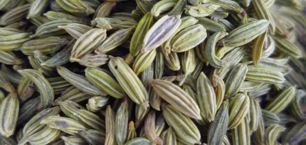 فوائد الشمر للصحة