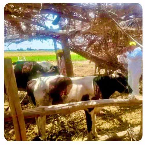 جانب من جهود الطب البيطرى بالإسماعيلية، فيتو