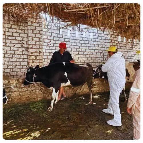 جانب من جهود الطب البيطرى بالإسماعيلية، فيتو