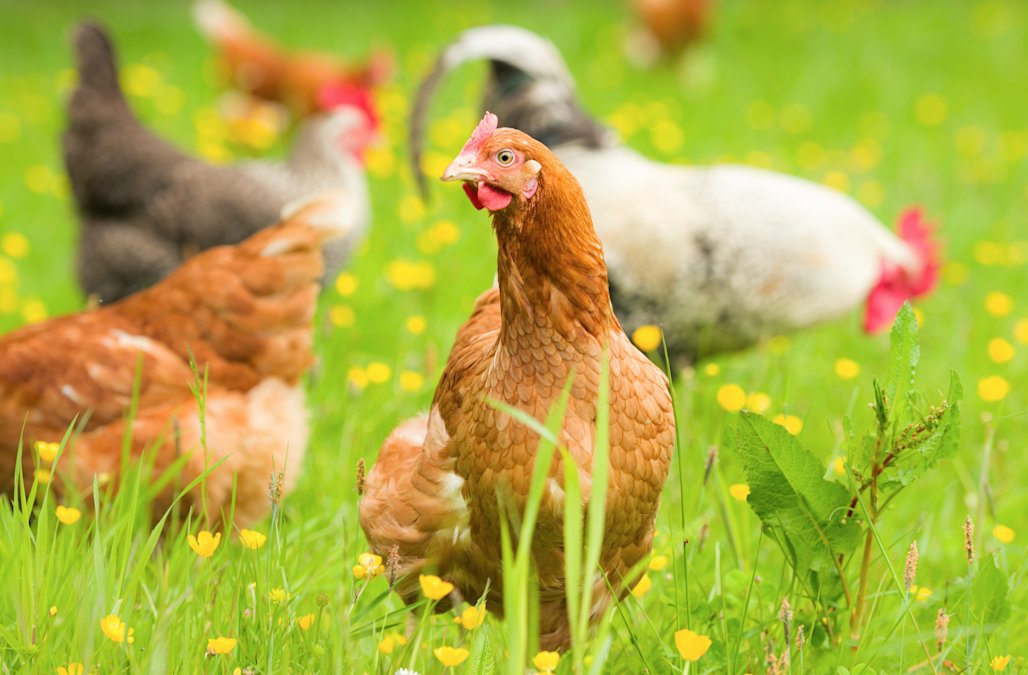 أسعار الفراخ اليوم، فيتو