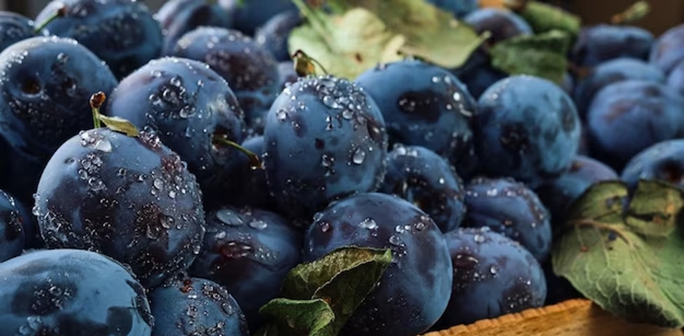 سعر البرقوق اليوم