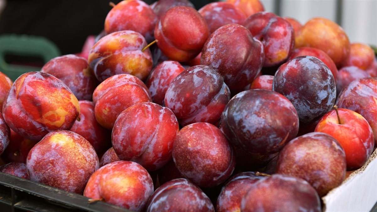 سعر البرقوق اليوم