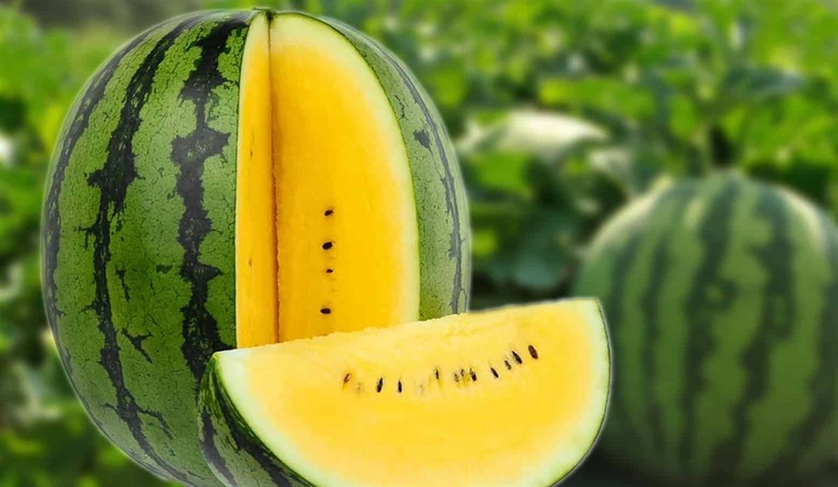 سعر البطيخ اليوم