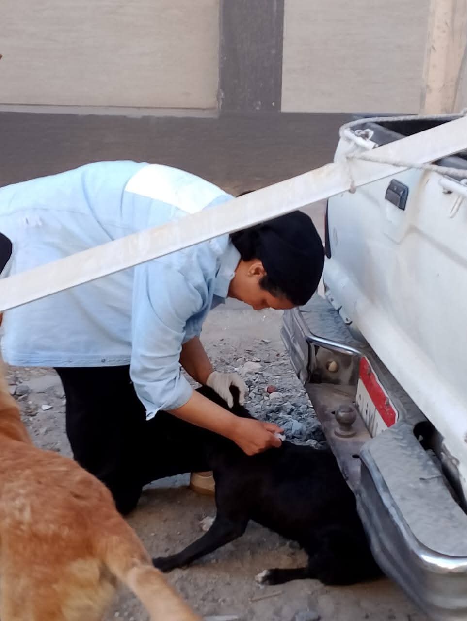 حملة لتطعيم الكلاب الضالة ضد مرض السعار بدمياط