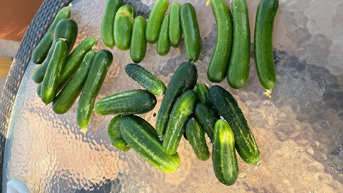 فوائد الخيار للصحة