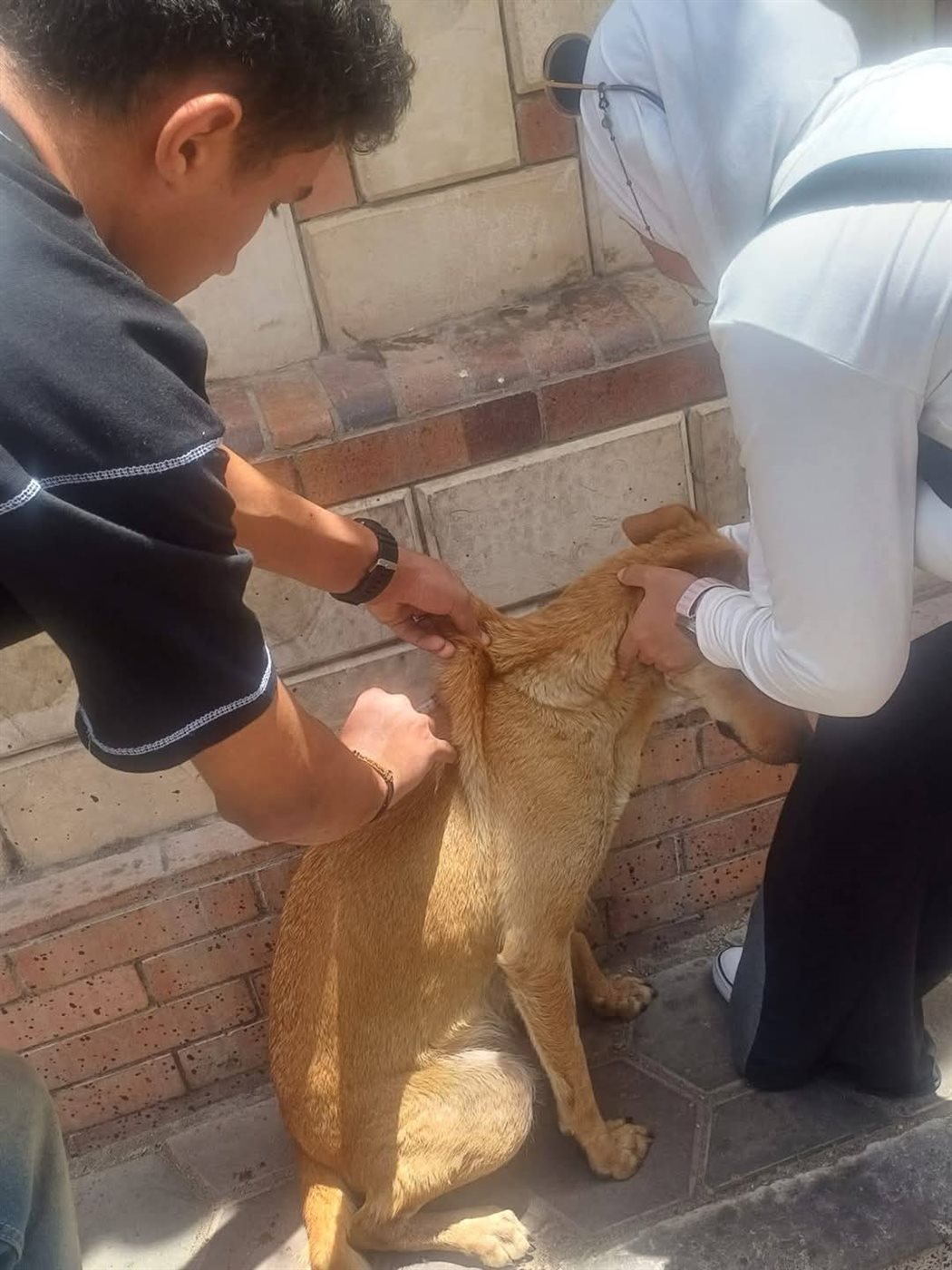 جانب من الحملة، فيتو