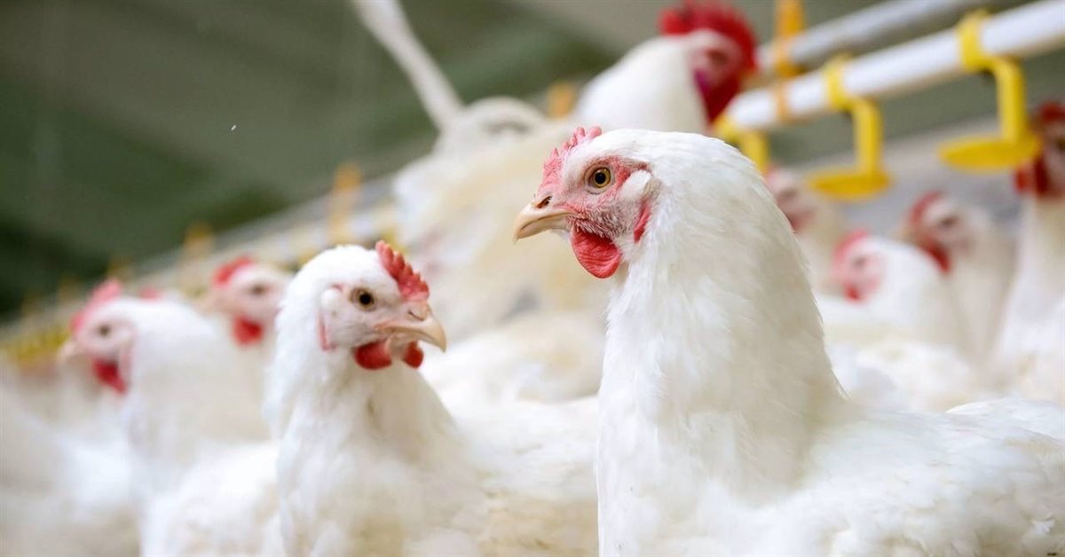 أسعار الفراخ اليوم، فيتو