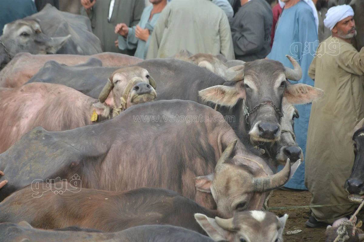 أسعار الأضاحي 2025