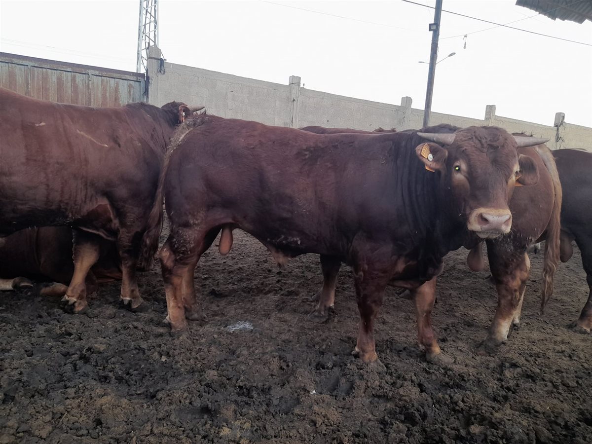 سعر الأضحية 2025