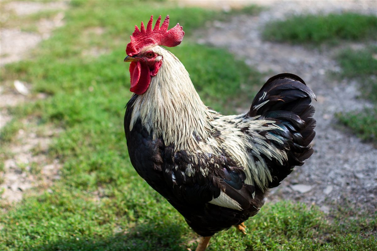 أسعار الفراخ اليوم، فيتو