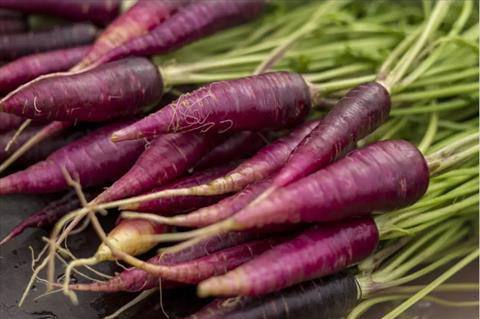 فوائد الجزر الأحمر للصحة 