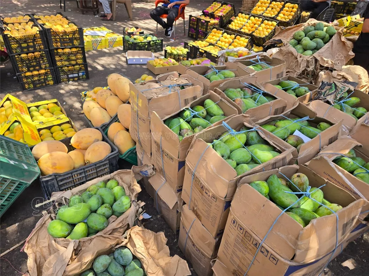 اسعار المانجو اليوم