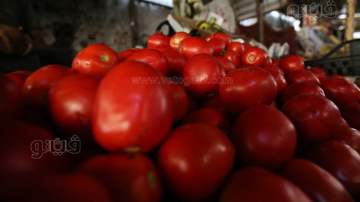 <strong>أسعار الطماطم اليوم</strong>