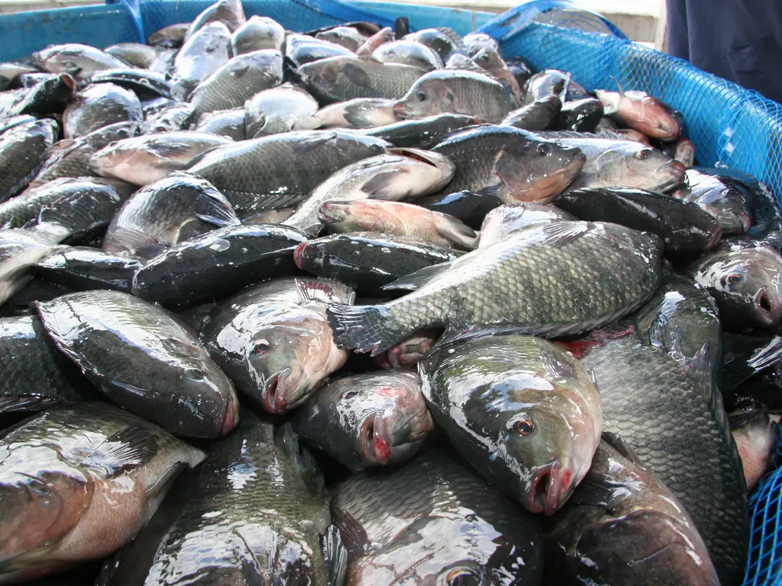 اسعار السمك