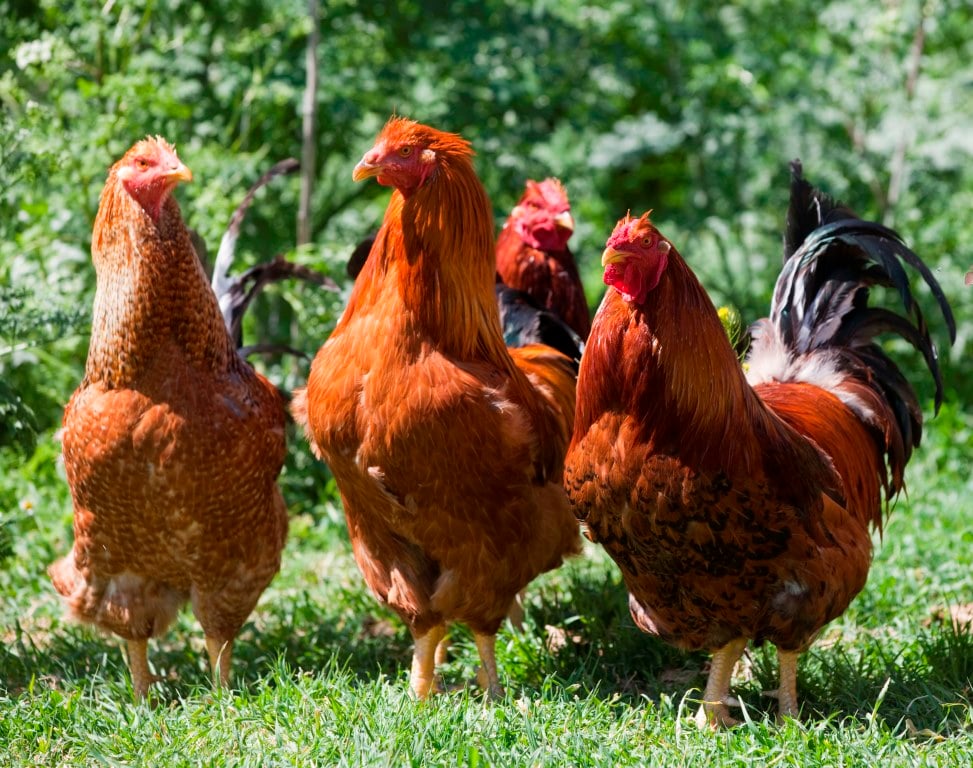 أسعار الفراخ البيضاء