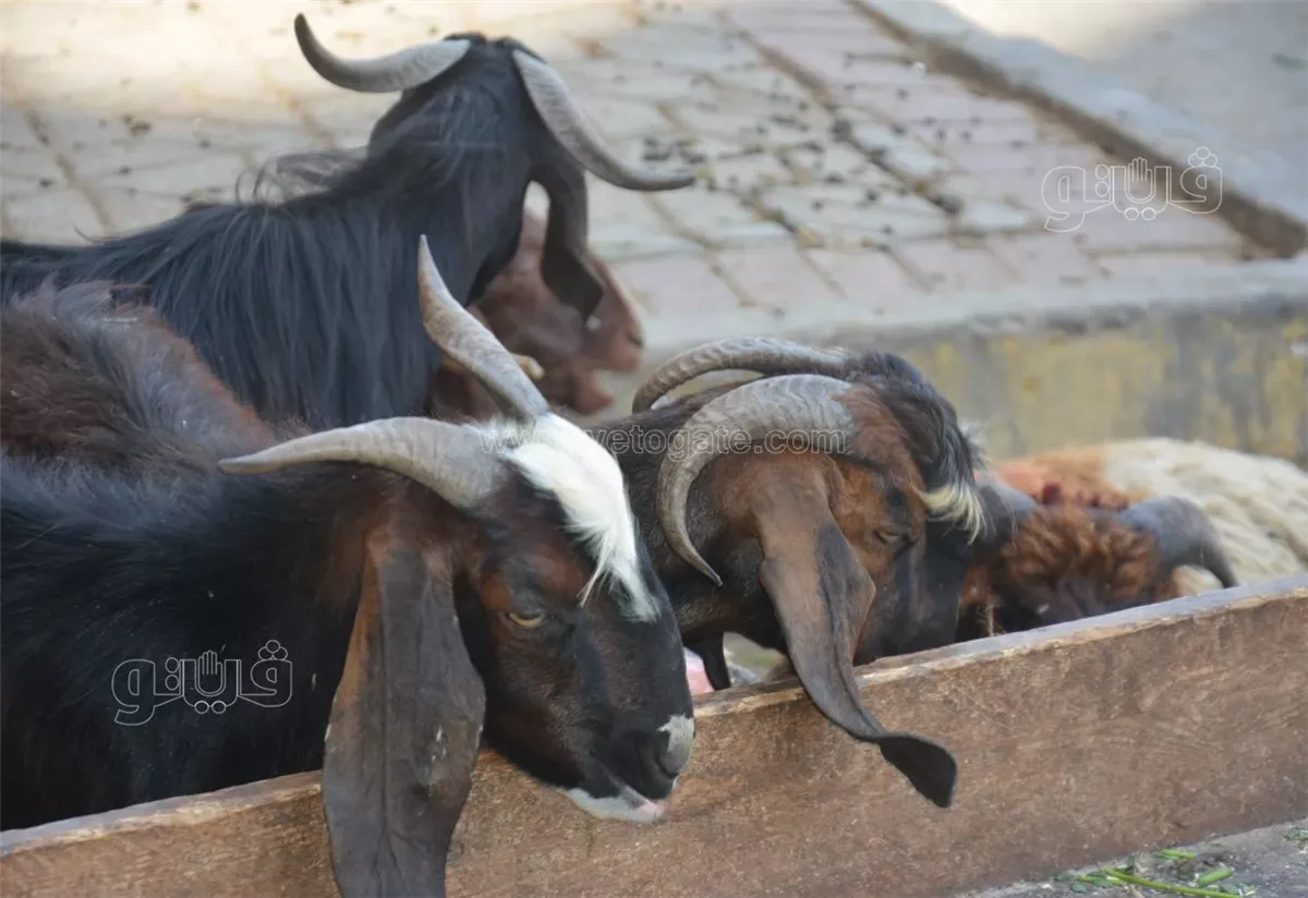 أسعار الأضاحي 2025