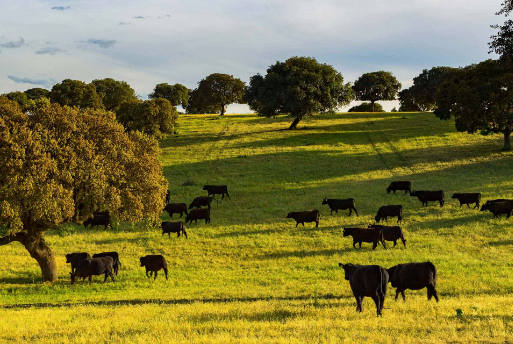 تربية الأبقار في أوروبا، فيتو