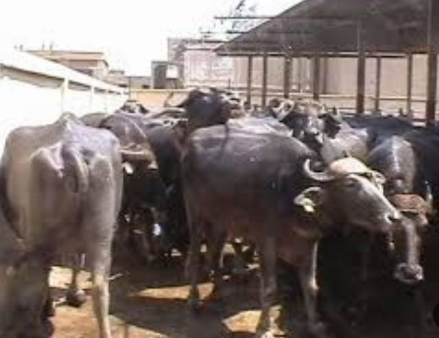 يحتاج الجاموس لجو دافيء، فيتو