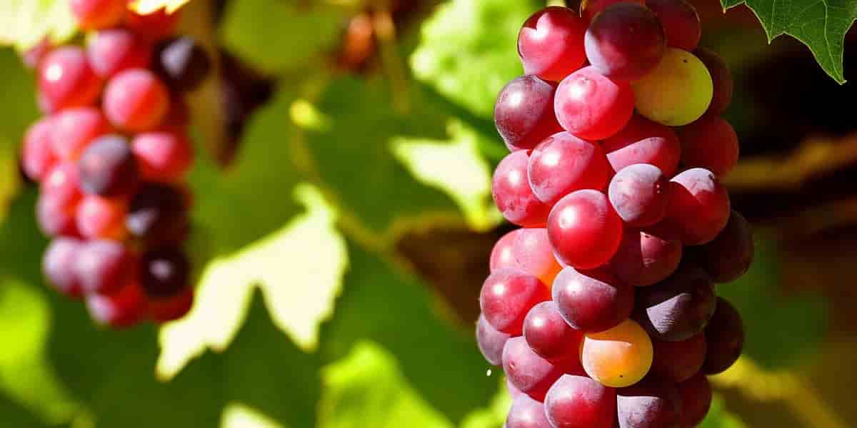 العنب الاحمر