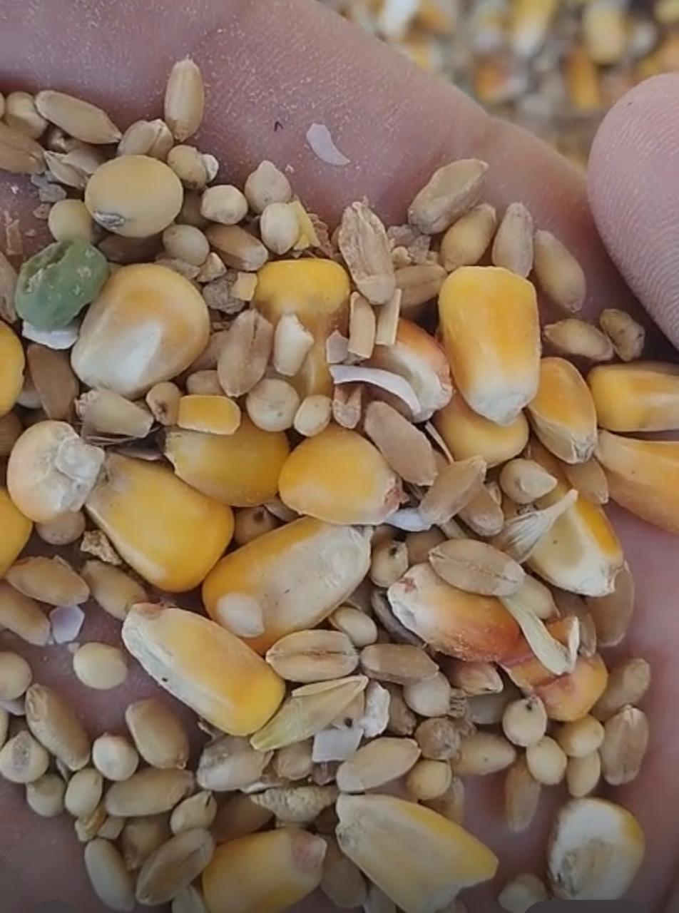 جانب من المضبوطات، فيتو