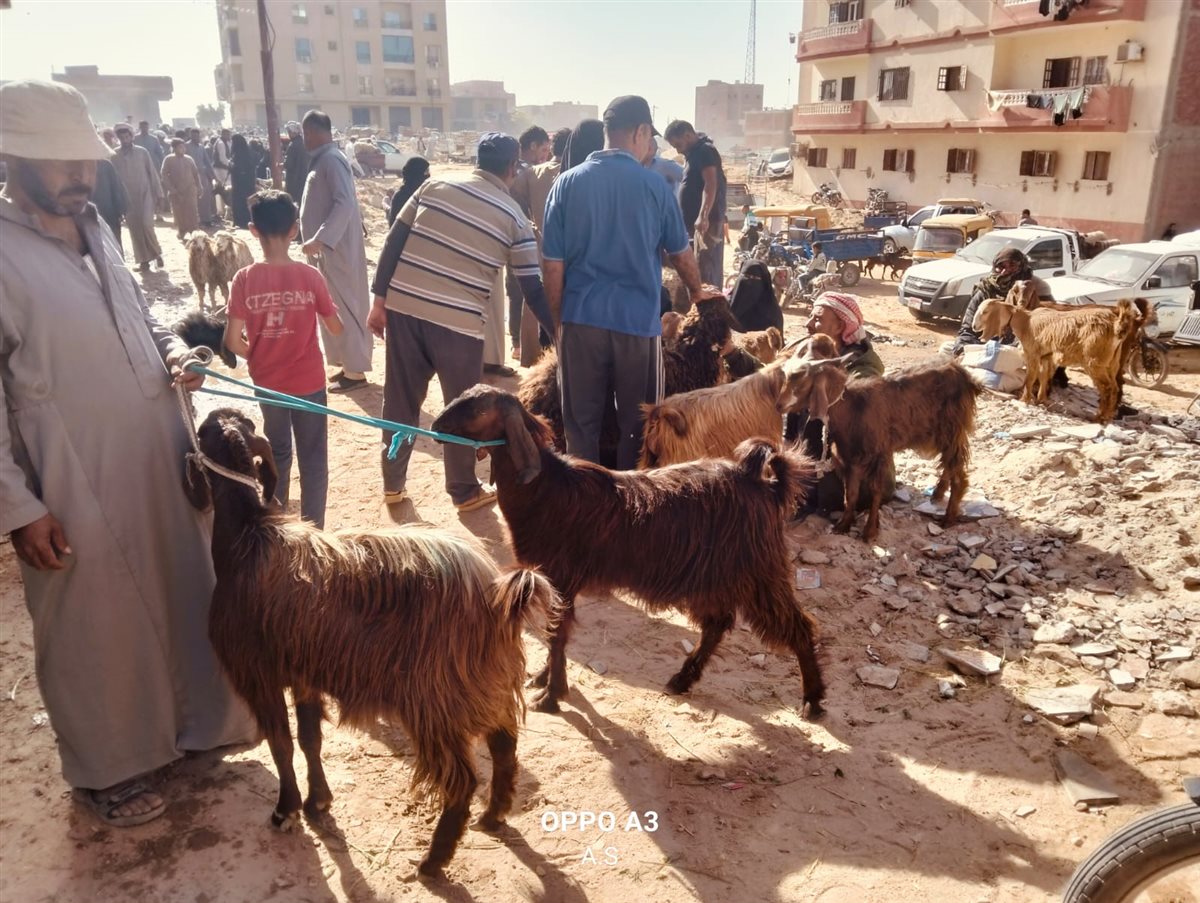 جانب من سوق الماشية بالإسماعيلية، فيتو