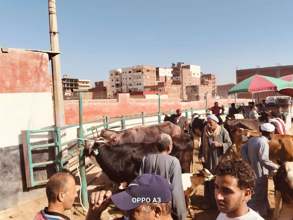 جانب من سوق الماشية بالإسماعيلية، فيتو